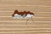 Ypsolopha asperella