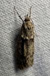 Diurnea fagella