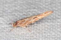 Pyroderces argyrogrammos