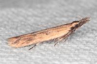 Dichomeris acuminata
