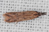 Dichomeris acuminata