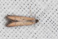 Mesophleps trinotella