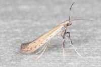 Aspilapteryx tringipennella