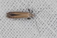 Aspilapteryx tringipennella
