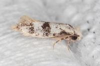 Infurcitinea atrifasciella