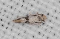 Infurcitinea atrifasciella
