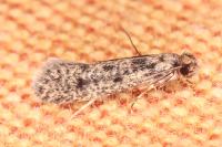 Niditinea fuscella