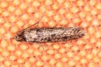 Niditinea fuscella