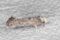 Paraswammerdamia albicapitella