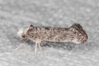 Paraswammerdamia albicapitella