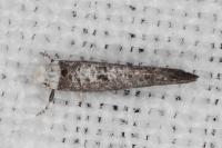 Paraswammerdamia albicapitella