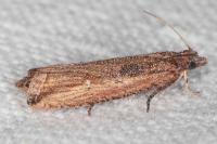 Bactra venosana