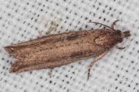 Bactra venosana