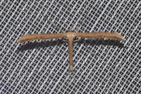 Emmelina monodactyla