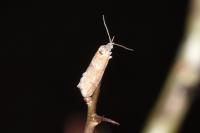 Tortricodes alternella