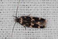 Oegoconia