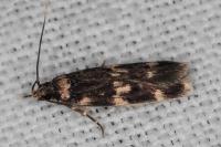 Oegoconia