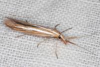Coleophora ochrea