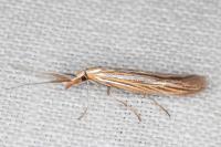 Coleophora ochrea