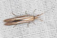 Coleophora ochrea