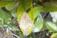Phyllonorycter leucographella