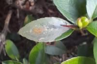 Phyllonorycter leucographella
