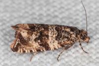 Celypha cespitana