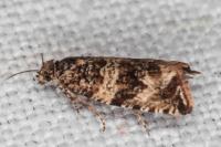 Celypha cespitana