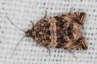 Celypha cespitana