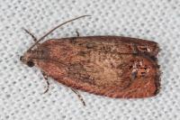 Cydia molybdana