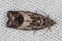 Cydia splendana