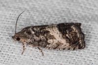 Cydia splendana