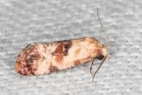 Neocochylis millierana
