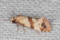 Phalonidia contractana