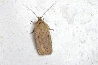 Agonopterix scopariella