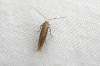 Argyresthia praecocella