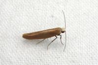 Argyresthia praecocella