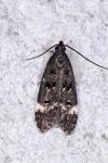 Dichomeris alacella