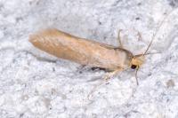 Crassa unitella