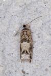 Crocidosema plebejana