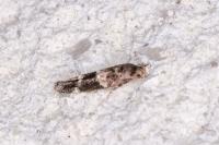 Mompha subbistrigella