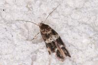 Mompha subbistrigella