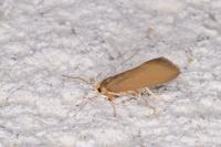 Crassa unitella