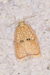 Acleris forsskaleana