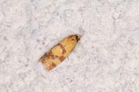 Aethes tesserana