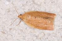 Clepsis consimilana