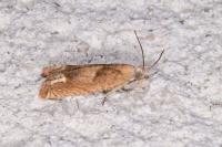 Eucosma conterminana