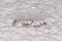 Yponomeuta irrorella