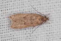 Helcystogramma lutatella