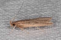 Helcystogramma lutatella